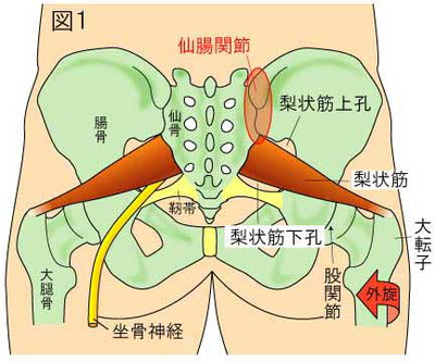 梨状筋症候群　梨状筋ん上孔・下孔