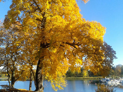 Photo: Hagaparken, Stockholm