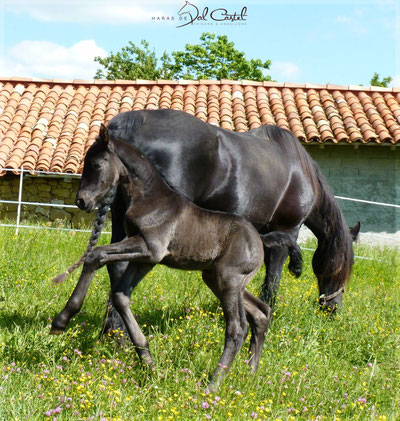 Andalzon Frison Pouliche Dressage Elevage Attelage Spectacle