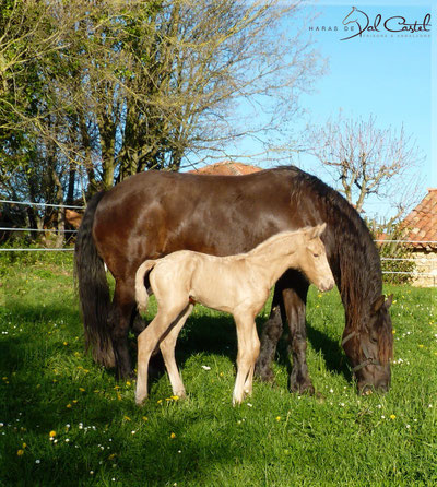 Andalzon Frison Palomino Dressage Attelage Spectacle Haras Val Castel 
