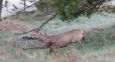 Photo décorative biche qui courre
