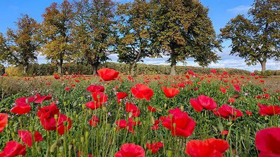 Sommer- statt Herbstgefühle. Im Oktober blühen noch viele Blumen wie hier der Mohn · Foto→ Torsten Brehme 