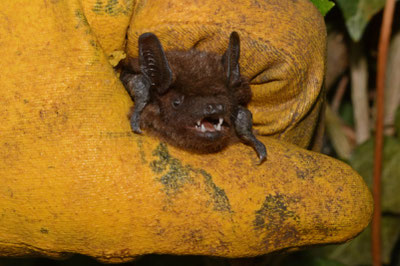 © NABU/Eckhard Grimmberger