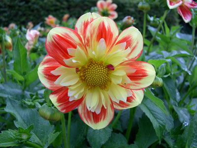 Dahlienblüte