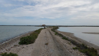 In der Camargue