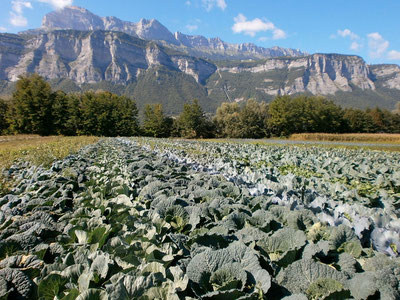 Légumes plantés à la main dans le Grésivaudan