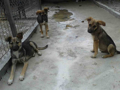 Dina, Daisy und Dixon (von links nach rechts)