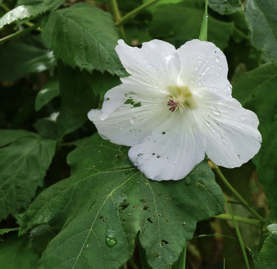 Corynabutilon vitifolium