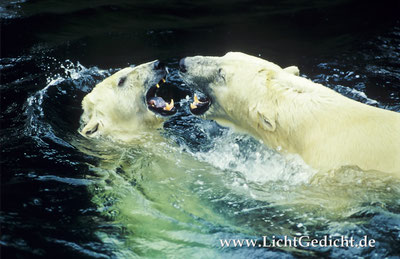 Bild 5: Eisbärenkampf (Ursus maritimus), Nikon F 100, Nikkor 2.8/80-200mm, Kodak Elite Chrome 100 Extra Colour