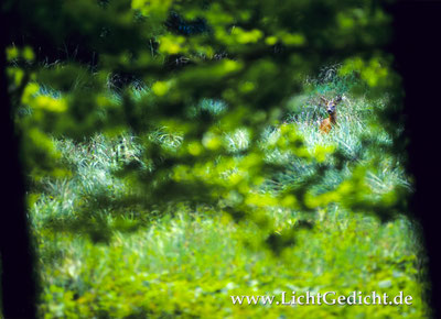 Bild 1: Reh (Capreolus capreolus) auf einer Lichtung, Nikon F 100, Nikkor 2.8/80-200mm, Kodak Elite Chrome 100 Extra Colour