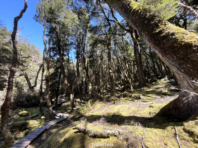 Regenwoud Cradle Mountain