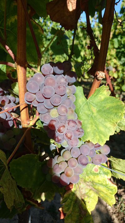Blauer Silvaner