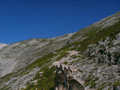 Zugspitz Dogtrekking Dogtrekking Dogtrekking Dogtrekking Elbsandstein-Dogtrekking ESDT Harz-Dogtrekking