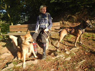 Dogtrekking Dogtrekking Dogtrekking Dogtrekking Elbsandstein-Dogtrekking ESDT Harz-Dogtrekking