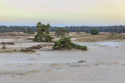 Bungalowpark op de Veluwe, Landgoed de Scheleberg