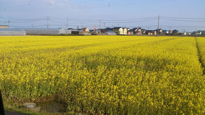 菜の花畑