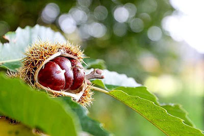 Reife Edelkastanien in ihrer stacheligen Hülle am Baum, bereit für die Ernte – herbstliches Symbol der Eisacktaler Kastanienwochen in Südtirol