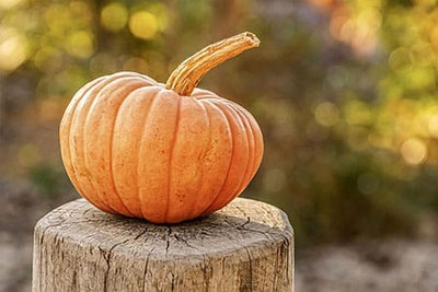 Una zucca arancione su un ceppo d'albero, illuminata dal sole: simbolo delle Giornate della zucca di Lana in Alto Adige, all'insegna dell'autunno e della tradizione.