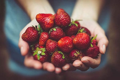 Fragole fresche della Val Martello, raccolte a mano e tenute tra le dita, pronte per essere gustate durante le Giornate delle fragole della Val Martello in Alto Adige.