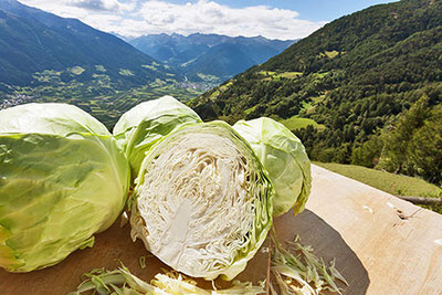 Südtiroler Weisskraut vor dem schönen Ausblick auf das Vinschgau 