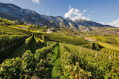 Sauvignon Experience - Penon - Kurtatsch - Penone sulla Strada del Vino, sopra Cortaccia - Gourmet Südtirol