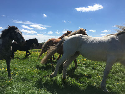 Teamcoaching mit Pferden