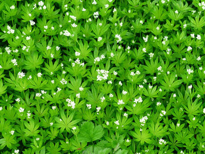 Waldmeister - das blühende Kraut