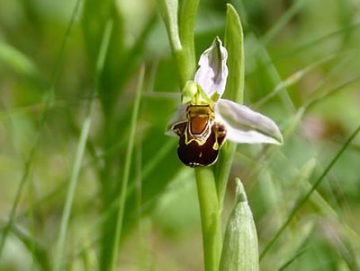 Bild: Bienenragwurz, Foto Jutta Hund