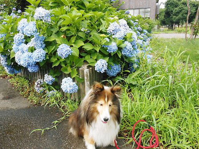 勤研センター前の紫陽花とエリー