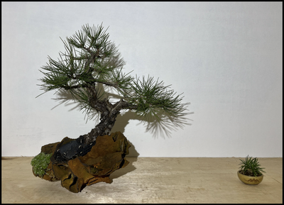 AK Online - Ausstellungen  - Bonsai Arbeitskreis Steinfurt