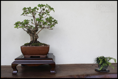 mini bonsai shop Miniature House Figurines, Ceramic Miniature Vietnamese Stilt House Figurine main image 0
