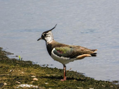 Kiebitz, Foto: Kathy Büscher