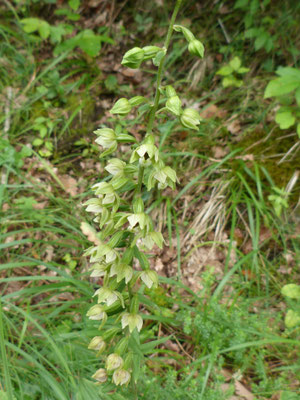 Épipactis à Larges Feuilles (Epipactis helleborine helleborine)