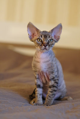 Mitava Kazimir devon rex