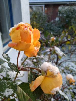 Die letzte Rose mit Schnee, Finkenwerder - Foto: Gesine Schwerdtfeger