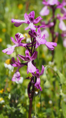 Orchis anatolica, Anatolisches Knabenkraut