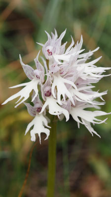 Orchis italica, Italienisches Knabenkraut