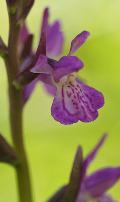 Dactylorhiza traunsteineri, Traunsteiner-Fingerwurz, Oberösterreich