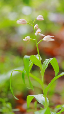 Cephalanthera longifolia var. rosea, Schwertblatt-Waldvöglein, Kärnten
