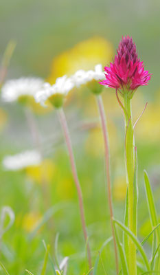 Nigritella rubra, Rotes Kohlröschen, Steiermark