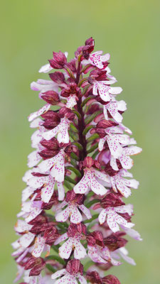 Orchis purpurea, Purpur-Knabenkraut, Burgenland