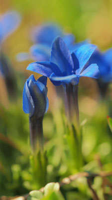 Salzburg, Kurzblättriger Enzian, Gentiana brachyphylla
