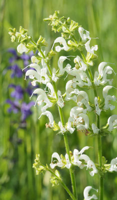 Oberösterreich, Wiesen-Salbei, Salvia pratensis