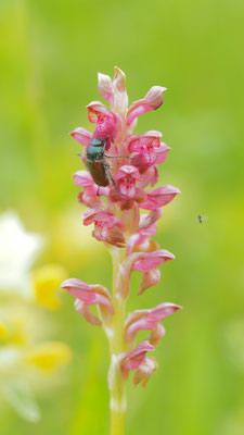 Anacamptis coriophora, Wanzen-Knabenkraut, Kärnten
