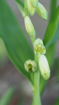Oberösterreich, Echtes Salomonssiegel, Polygonatum odoratum