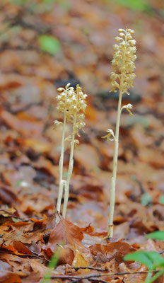 Neottia nidus-avis, Vogel-Nestwurz, Kärnten