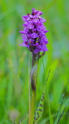 Dactylorhiza fuchsii x Dactylorhiza majalis = Dactylorhiza braunii, Kärnten