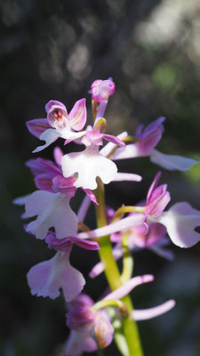 Orchis anatolica, Anatolisches Knabenkraut, Telendos