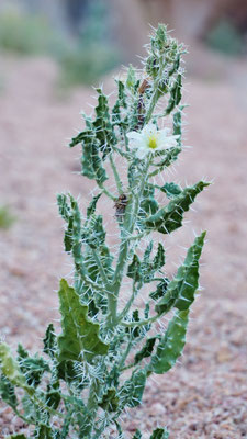 Namibia, Codon royenii