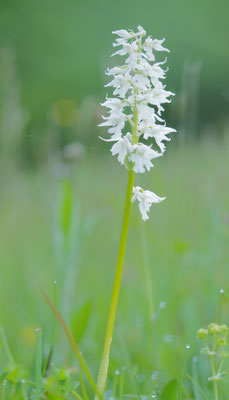 Orchis mascula ssp. speciosa, Pracht-Knabenkraut, Kärnten